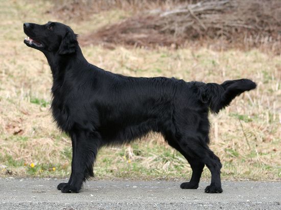 chien
