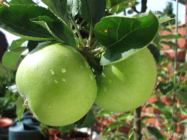 Pommes vertes