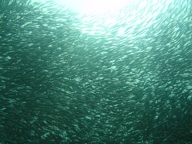 sardines