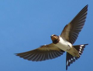 hirondelle