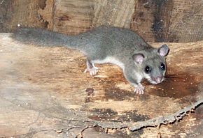 Loir gris