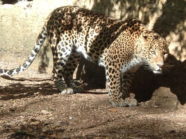 Léopard (zoo de Doué)