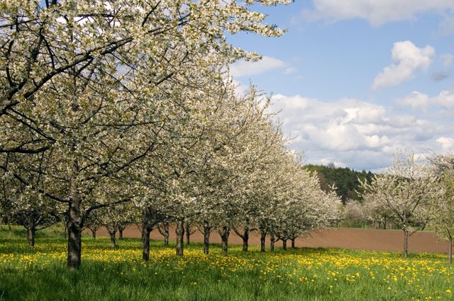 Le printemps