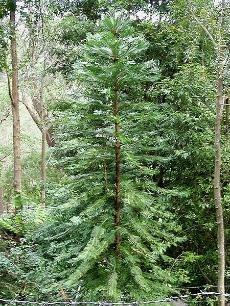 le Wollemia nobilis