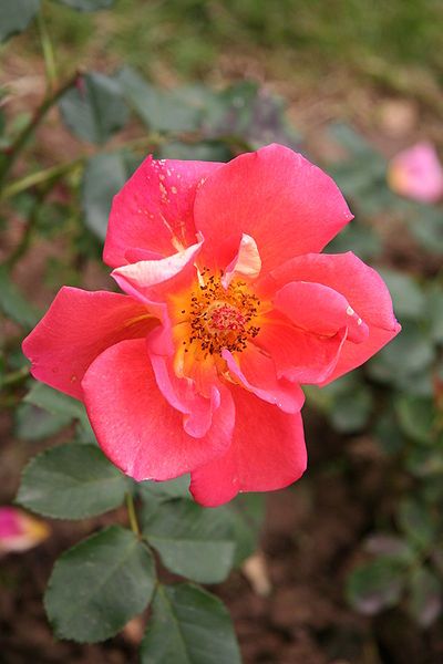 rose tourbillon