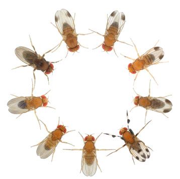 Diversification des motifs pigmentaires des ailes de drosophiles