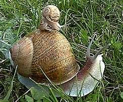 escargot