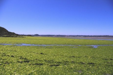 Algues vertes dans la baie de St Brieuc