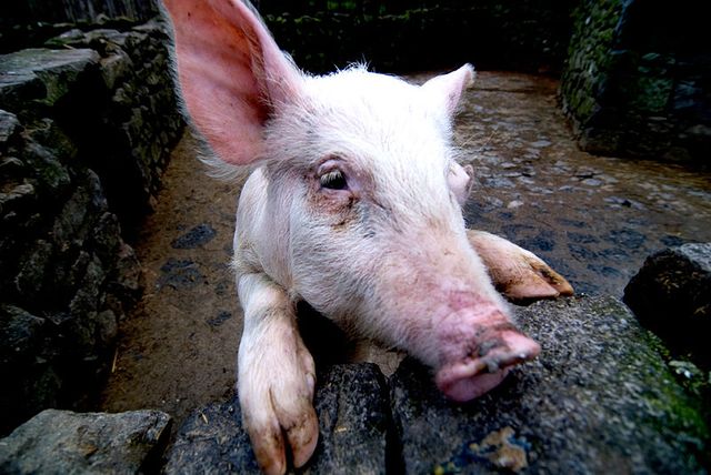 Cochon