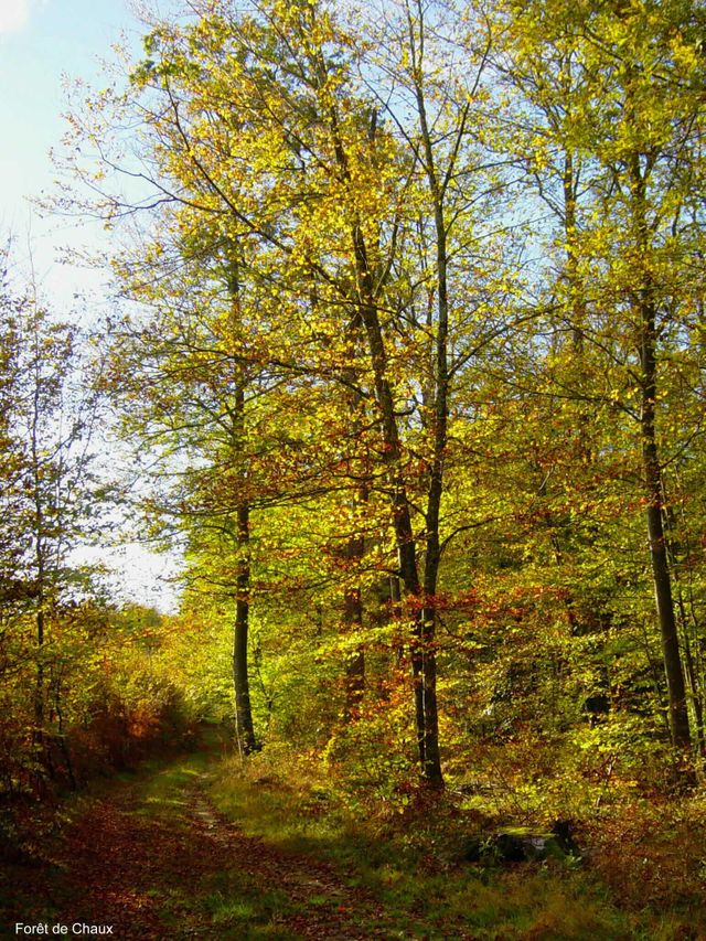 Forêt de Chaux