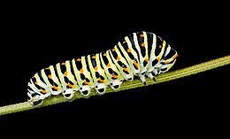 Une chenille