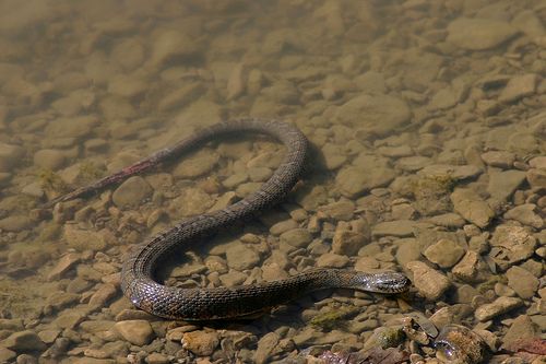 Ohhh it's a snake!