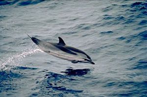 Dauphin