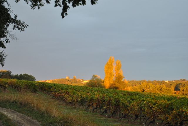 Vignoble à Gondrin (Gers)
