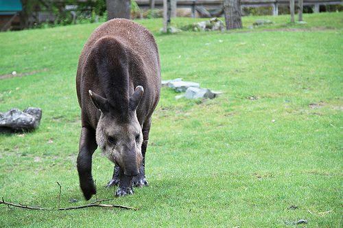 Tapir au zoo de La Flèche, France
