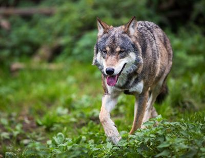 le loup