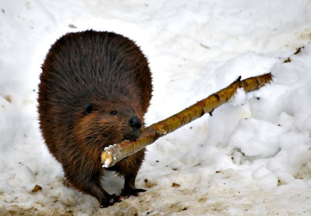 Castor (Beavers Breakfast)