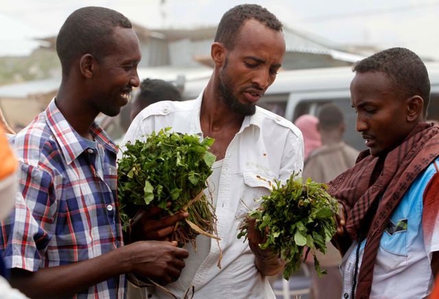 Le khat se retrouve souvent dans les pays africains (ici en Somalie)