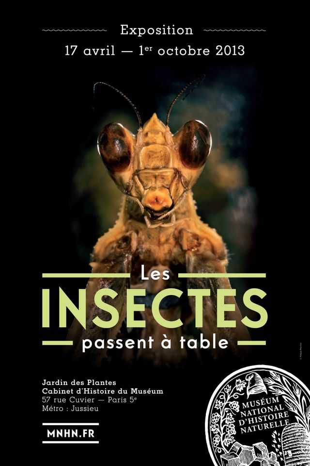 insectes