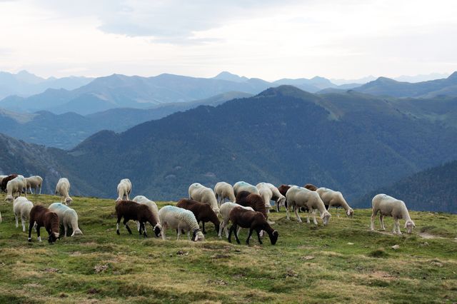 L'élevage en estive à Nistos (Hautes-Pyrénées)