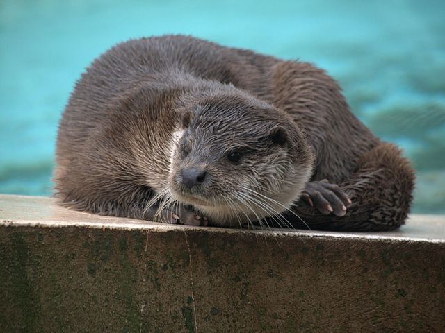 loutre