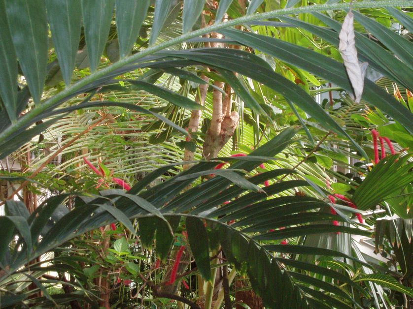 Plantes exotiques de la serre chaude du jardin botannique de l'université de Strasbourg