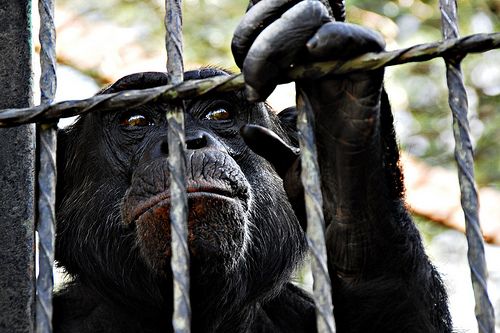 ape freedom