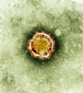 coronavirus