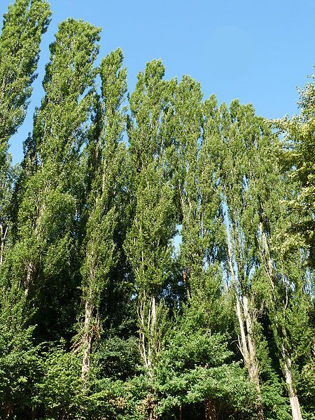 Forêt de la Robertsau-Peupliers