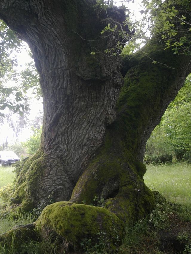Luë, arbre du Cantaure