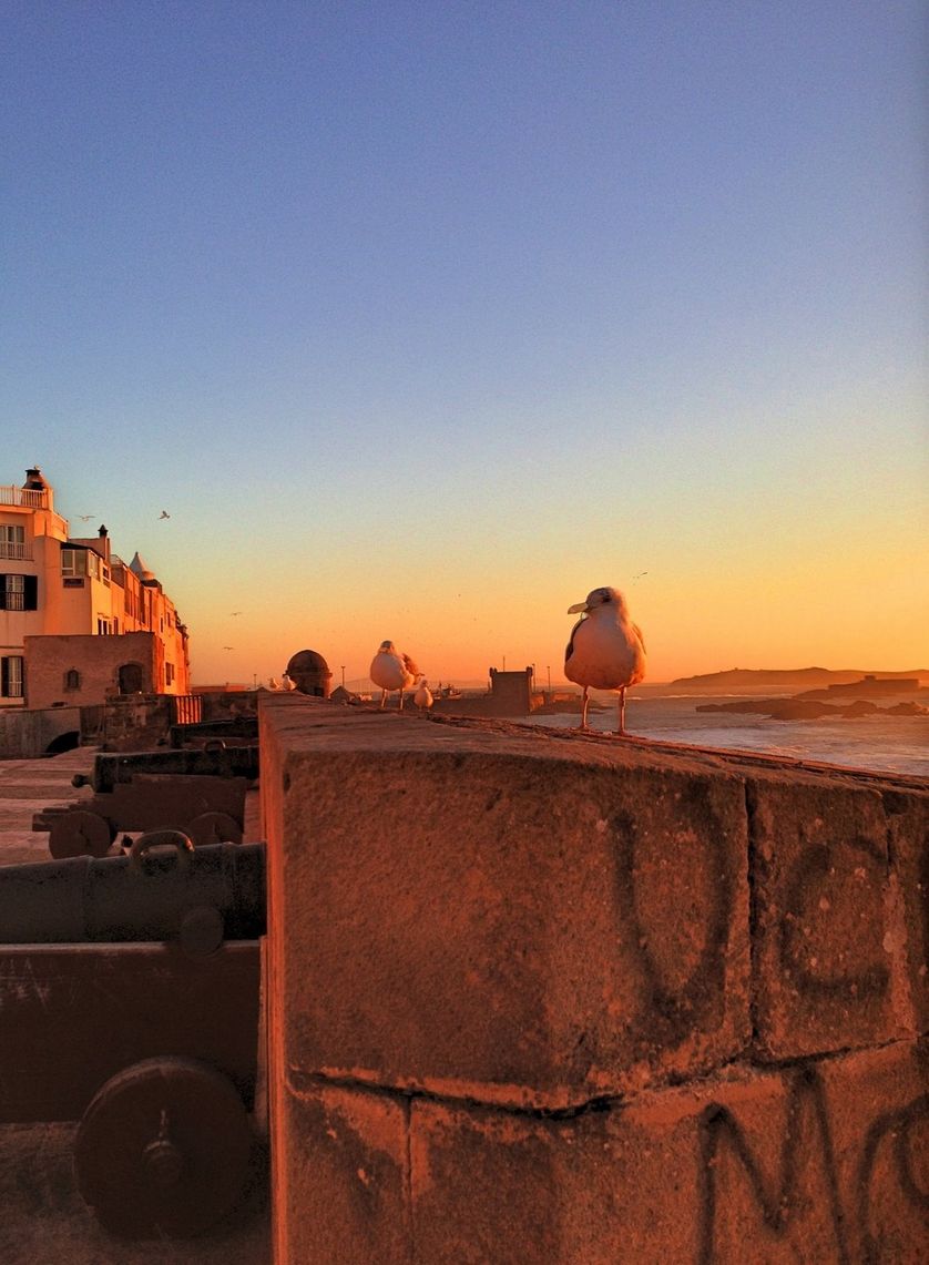 Remparts d'Essaouira