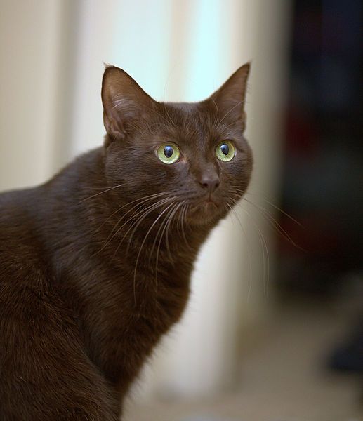 Chat brun