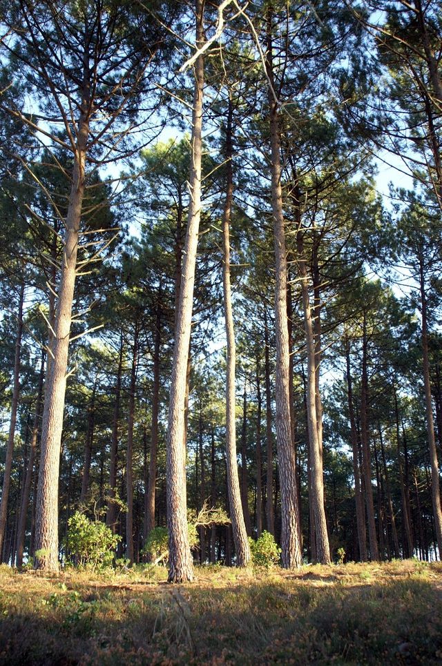 Les Landes