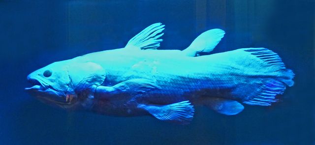 Coelacanthe
