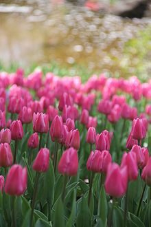 Des tulipes