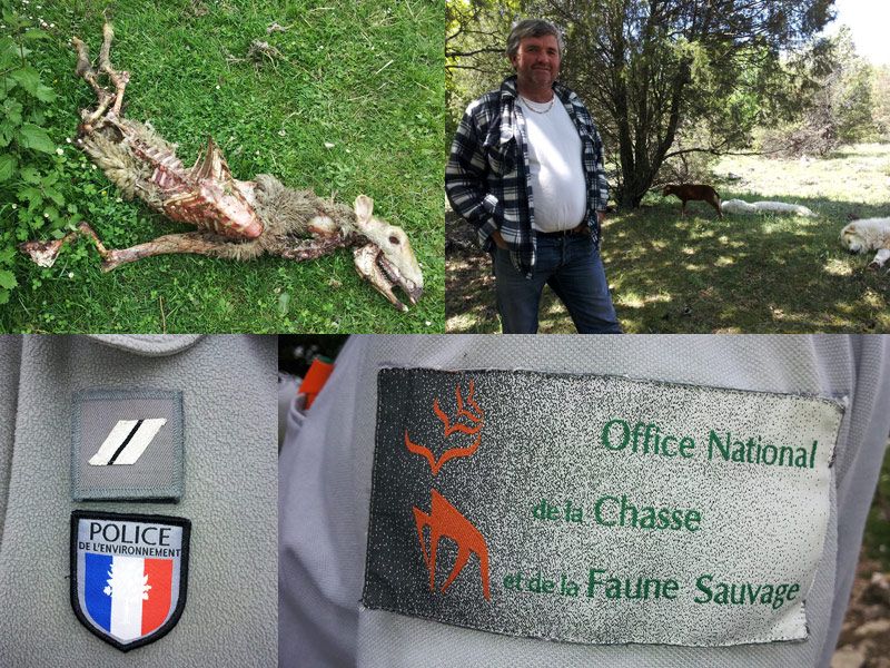 Bernard, éleveur de moutons (à écouter dans le Magazine), avec 1 de ses bêtes 48h après 1 attaque. La police fait les constats.