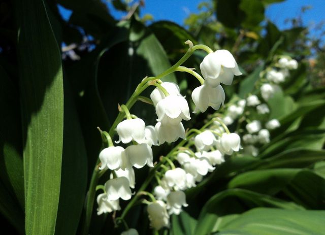 Muguet