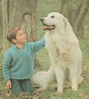 Belle et Sébastien (adaptation TV)