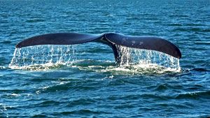 Baleine