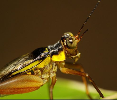 cricket