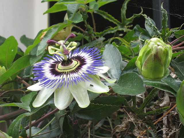 Passiflore