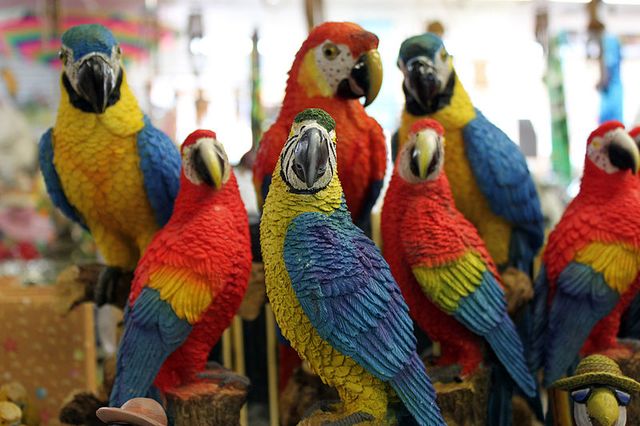 Perroquets