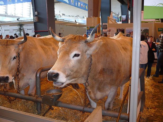 vaches nantaises au Salon de l'Agriculture