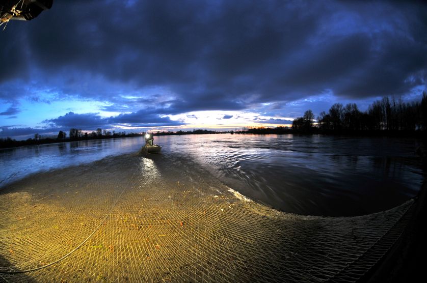 Pêche d'anguilles au Guideau sur la Loire