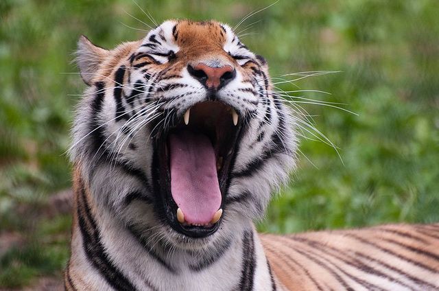 tigre