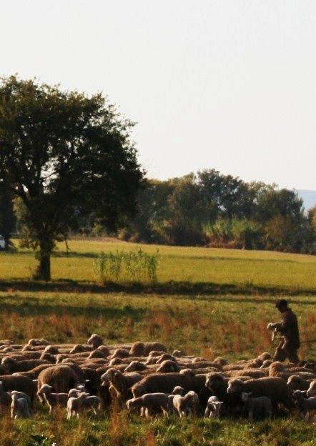 Paysage mouton à Alleins