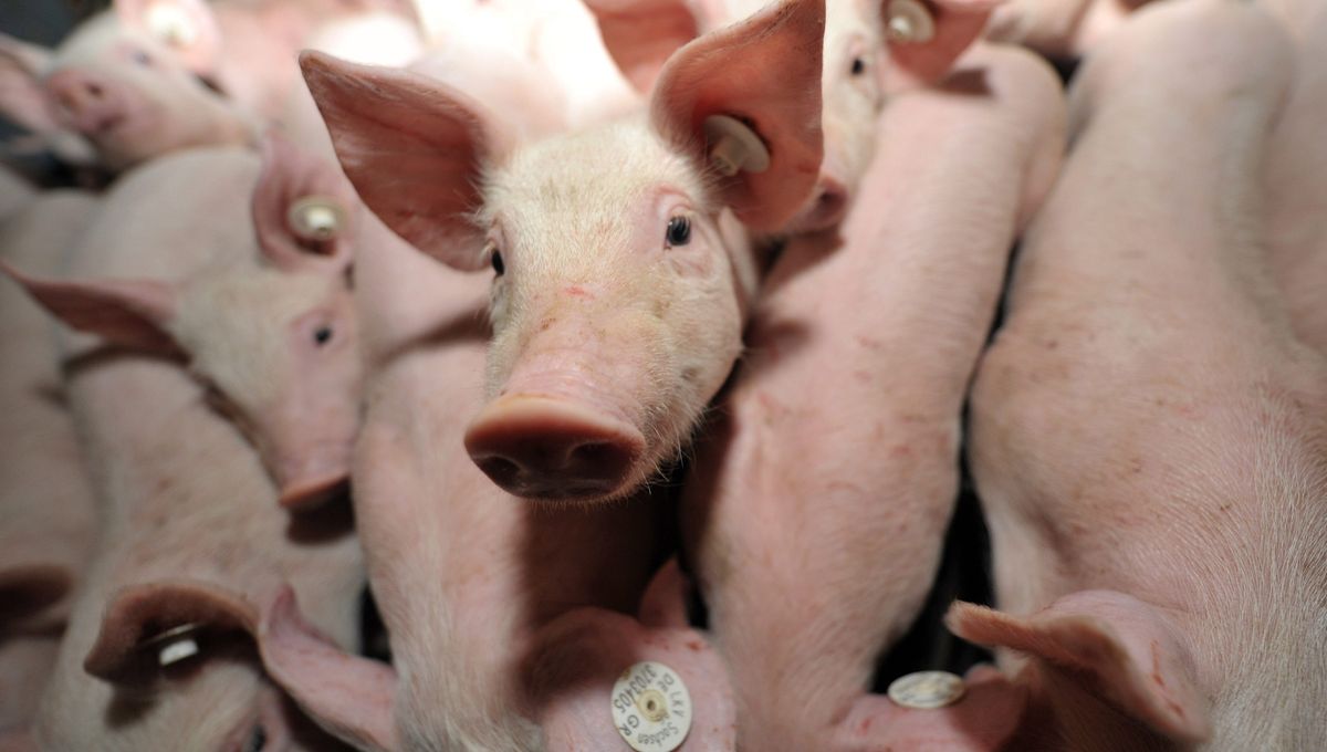 Rendu Sourd Par Les Cris De Cochons Il Fait Condamner Le Patron De La Porcherie