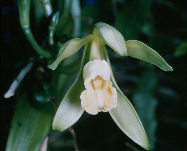 fleur de vanille