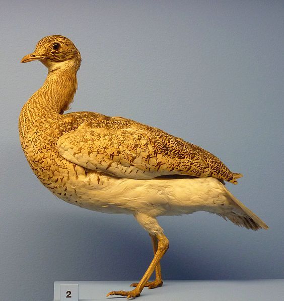 Outarde canepetière