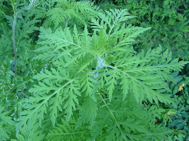 Ambroisie, jardin de Périgueux
